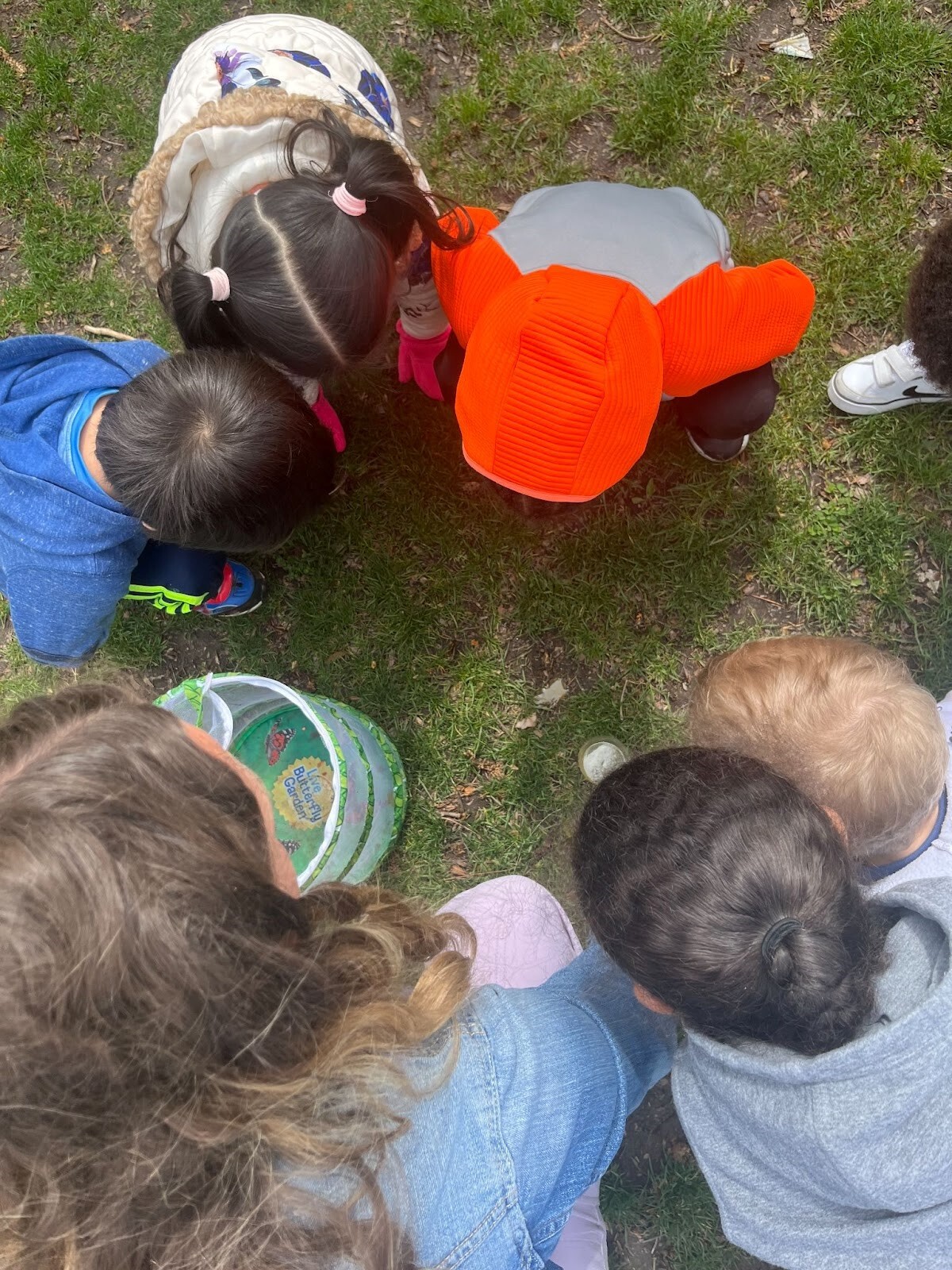 Butterfly release